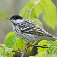 Blackpoll Warbler